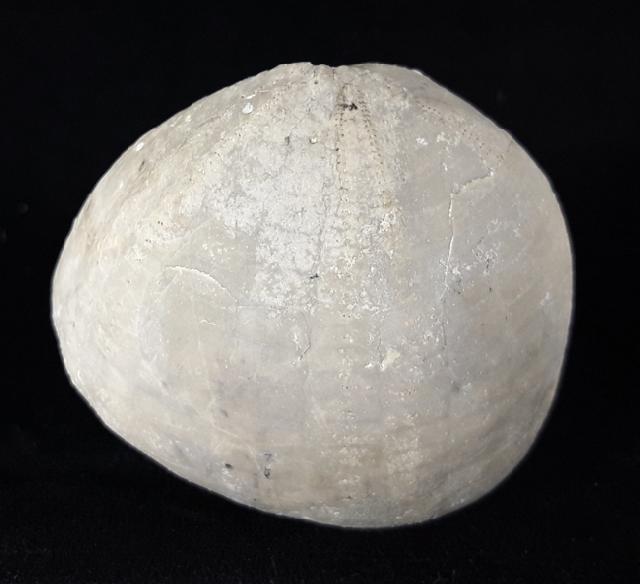 Echinocorys scutata (LESKE 1778) - Bild © FossNet FossilienStore